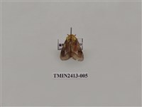 藏品(中銀紋刺蛾)的圖片